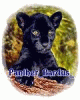 Panther_Pardus_